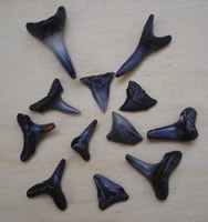 Sharks Teeth